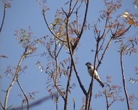 Common sparrow
